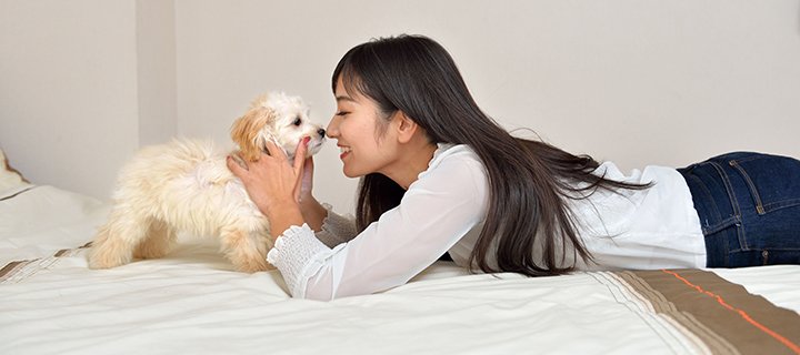 犬メイン